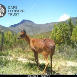 Cape grysbok